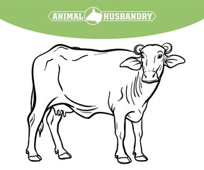 breeding cow. animal husbandry. livestock illustration on a white