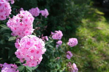 Large, pink flowers, place for text, background.
