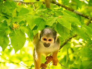 Naklejka na ściany i meble Close-up on the head of a very cute little saïmiri seen through tree leafs