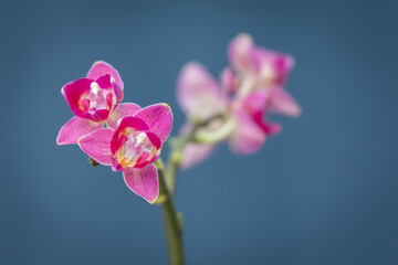 Fototapeta na wymiar Orchid flower on stem