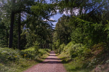 path in the park