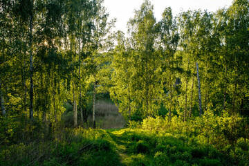 Panorama of birch forest with sunlight