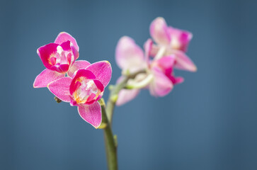 Fototapeta na wymiar Phalaenopsis Orchid flowers on stem