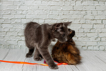 Beautiful couple of gray cat boy and girl on a brick wall background
