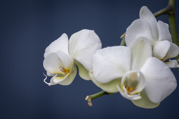 Fototapeta na wymiar Phalaenopsis Orchid flowers on stem