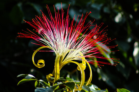 details of red and yellow in the Monguba flower