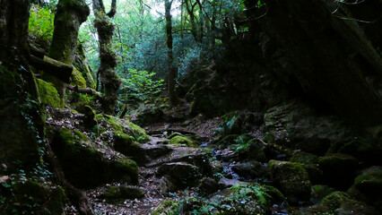 sous bois