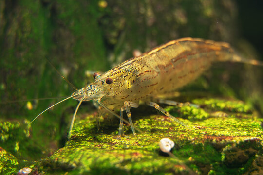Macro shot of Freshwater Amano shrimp. Caridina multidentata.