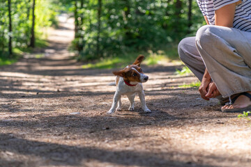 dog Happy active jack russel pet puppy running in the grass in summer, web banner with copy space forest