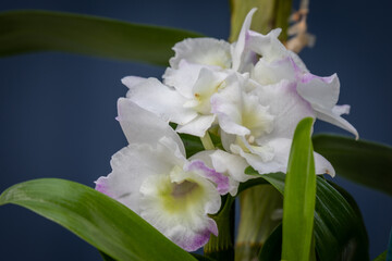 Dendrobium Orchid flowers on stem
