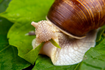 Helix pomatia. grape snail eats green leaves. mollusc and invertebrate. delicacy meat and gourmet food.