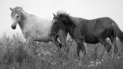 Obraz na płótnie Canvas Wild Horses Running B&W