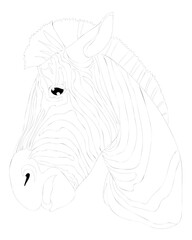 Zebra coloring book or page isolated