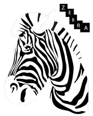Zebra isolated on the white background