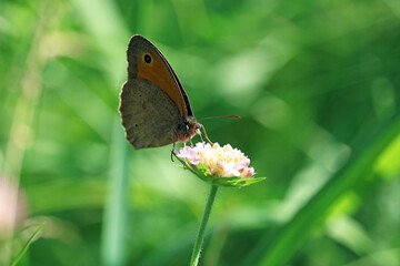 beautiful gray butterfly collects nectar	