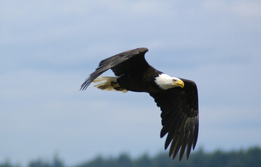 Bald Eagle in Flight