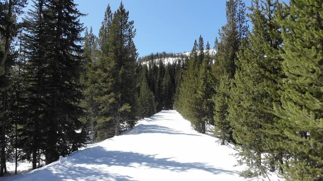 Cross-Country Skiing trail on a clear day in Oregon (4k)