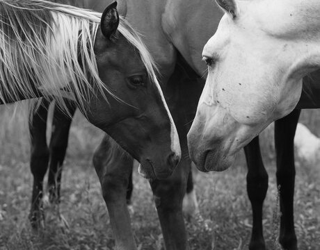 Wild Horses Kissing Black & White