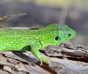 Green lizard on a tree in the forest