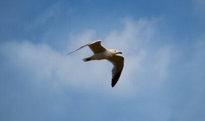 A seagull flying in a cloudy and light blue sky