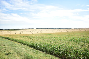 Fototapeta premium straw in large bales lies on the field