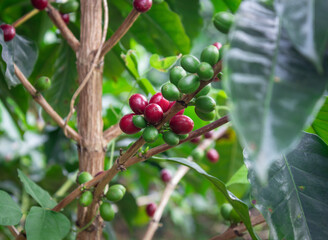 Photograph of a coffee crop with green and ripe grades in Trujillo Valle del Cauca Colombia