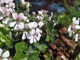 Geranium Cantabrigiense Biokovo-Cranesbill plant with white-purple flowers and leaves in the garden...