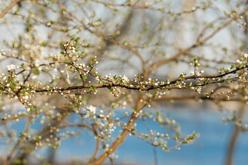 Blooming tree in the garden. Selective focus nature. Spring
