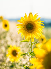 Sonnenblumen