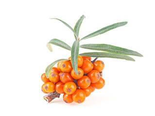 Sea buckthorn. Fresh ripe berries with leaves isolated on a white background.