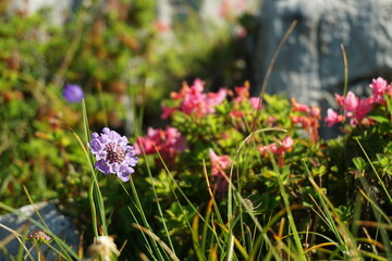 Skabiose vor Alpenrosen