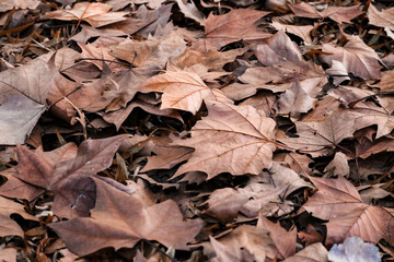 Folhas secas caídas ao chão. Folhas de outono
