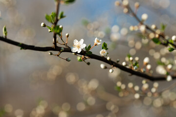Blooming tree in the garden. Selective focus nature. Spring