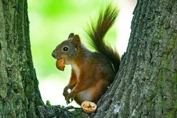 ruda wiewiórka w parku 
