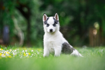 A small white dog puppy breed siberian husky with beautiful blue eyes in blooming spring garden. Dogs and pet photography © Ivan Kmit