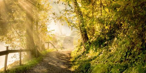 Panoramabild von einem Wanderweg durch einen Laubwald im Herbst
