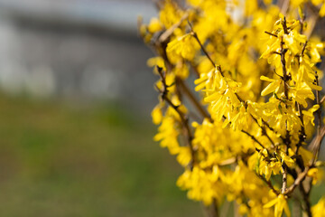 Spring bush of yellow forsythia. Pleasant aroma. Spring light mood. Sunny day.