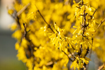 Spring bush of yellow forsythia. Pleasant aroma. Spring light mood. Sunny day.