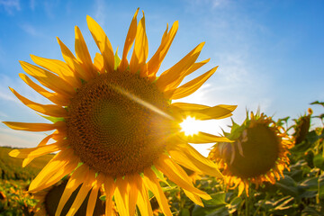 blooming sunflowers in sunlight. Agronomy, agriculture and botany.