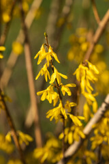 Spring bush of yellow forsythia. Pleasant aroma. Spring light mood. Sunny day.