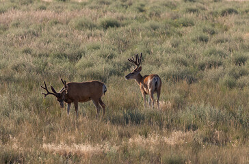 Naklejka na ściany i meble Mule Deer Bucks in Summer in Colorado