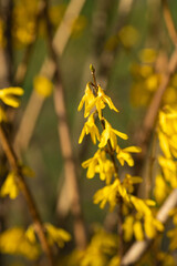 Spring bush of yellow forsythia. Pleasant aroma. Spring light mood. Sunny day.