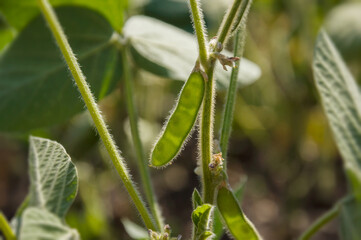 Young soybean pod on a stalk against the light. Agricultural soy plant. Selective focus.