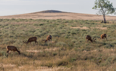Mule Deer Bucks in Summer in Colorado