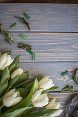 White tulips on a blue wooden background. Top view with copy space.