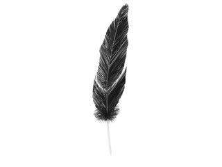 Black bird feather on transparent stalk
