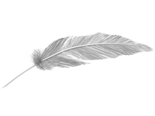 Full white bird feather on white background