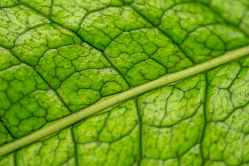 a close up abstract image of the veins and stem of a green plant leaf 