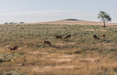 Obraz na płótnie Canvas Mule Deer Bucks in Summer in Colorado