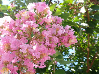 pink cherry blossom on a tree
